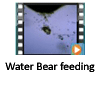 Water Bear Feeding Video